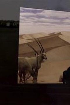 何处是巧克力山