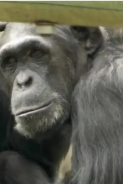 自然世界：大猩猩看电视