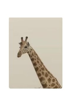 自然奇境第四季