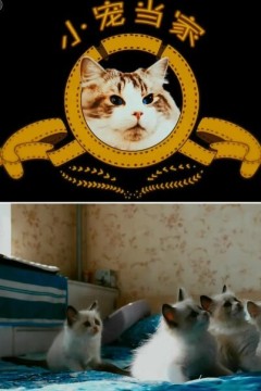 小宠当家