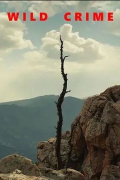 狂野罪行第二季