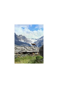 探访阿尔卑斯山上的生命痕迹