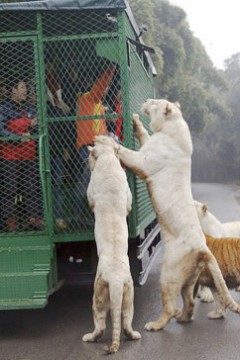 动物园的野生世界第二季